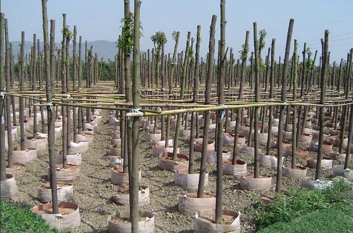 Low price nonwoven fabric geotextile for agriculture