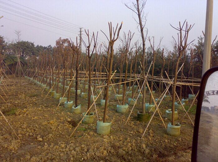 Low price nonwoven fabric geotextile for agriculture